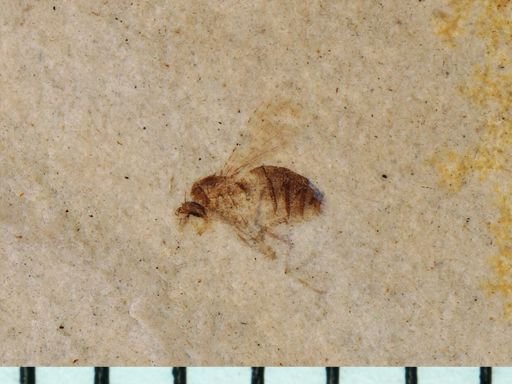Tipulidae?
