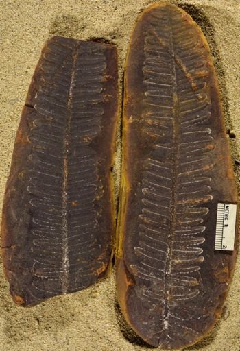 Pecopteris sp.