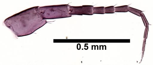 Hyalella cf. azteca