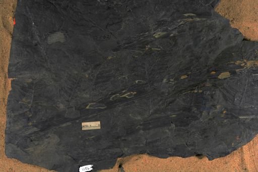 Pecopteris sp.