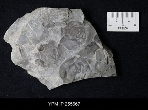 Eurypterida