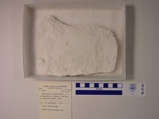 Asterosteus stenocephalus
