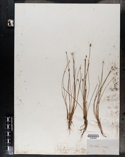Eleocharis