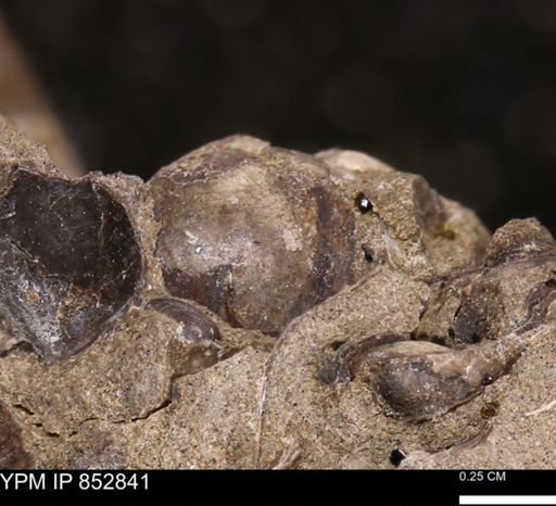 Limopsis striatopunctatus