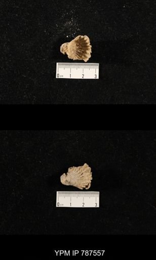 undet. Brachiopoda