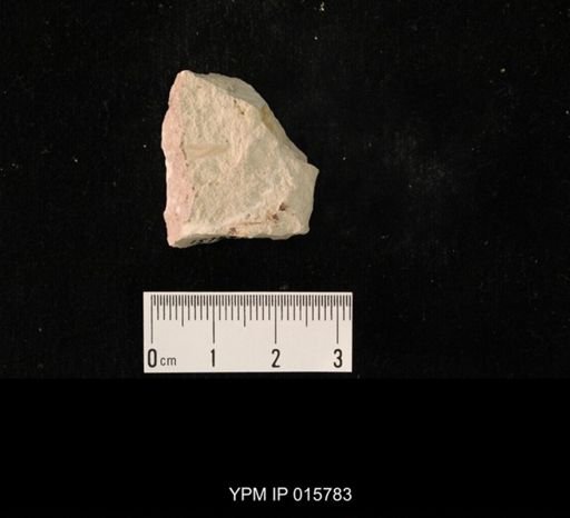 Probnis speciosa