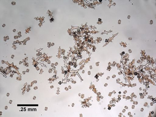 Paragorgia arborea