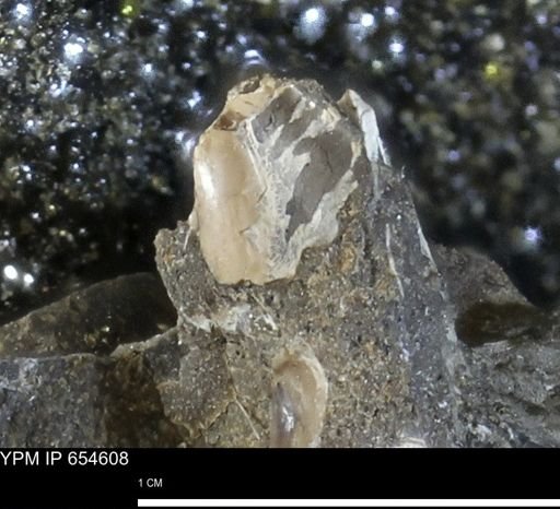 undet. Mollusca