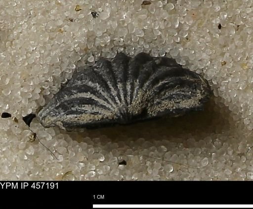 Stropheodonta erratica solidicosta