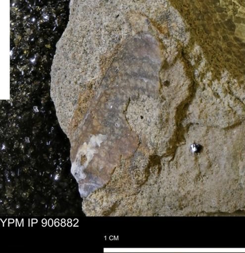undet. Bivalvia