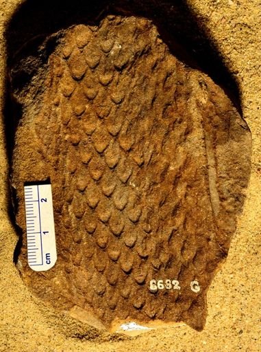 Lepidodendron sp.