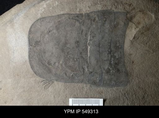 undet. Eurypterida