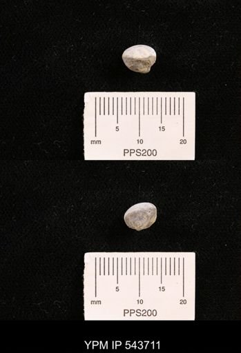 Protocardia sp.