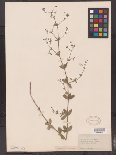 Galium pilosum