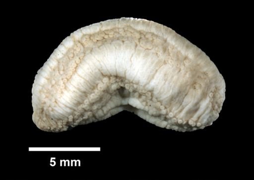 Pentamera pulcherrima