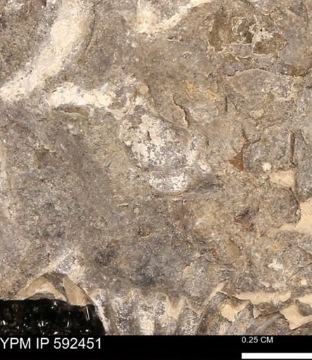 undet. Mollusca