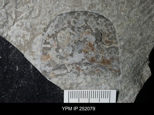 Eurypterus sp.