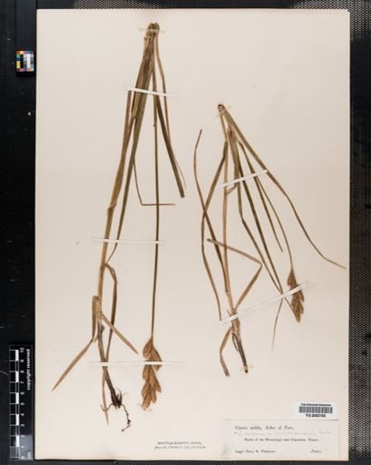 Carex muskingumensis
