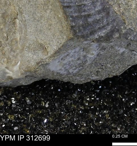 Oxytoma (Hypoxytoma) nebrascana