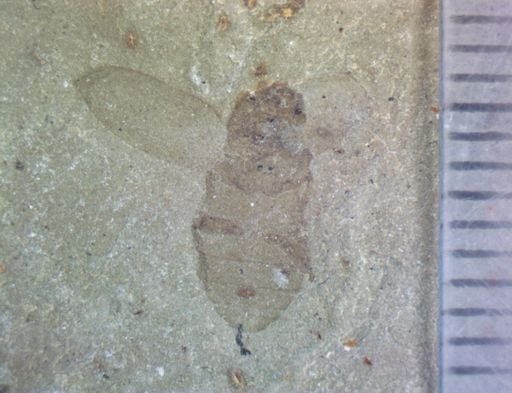 undet. Coleoptera