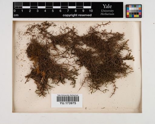Plantae