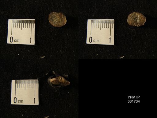Zygospira modesta