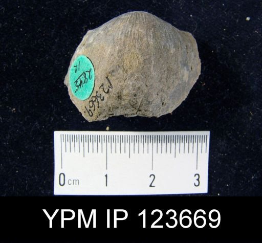 Stropheodonta schuchertana