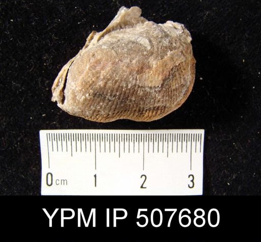 Linoproductus?