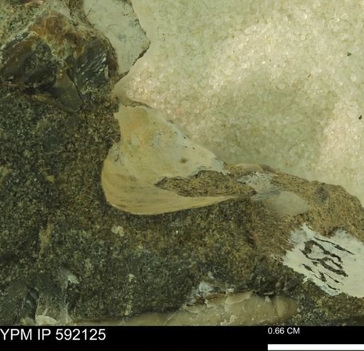 undet. Scaphitidae
