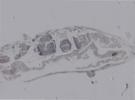 Amphipholis