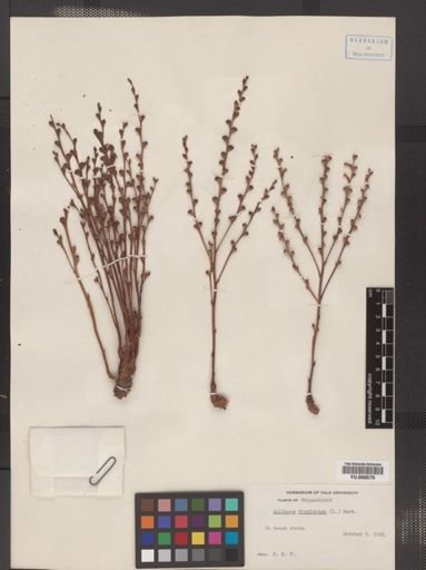 Epifagus virginiana