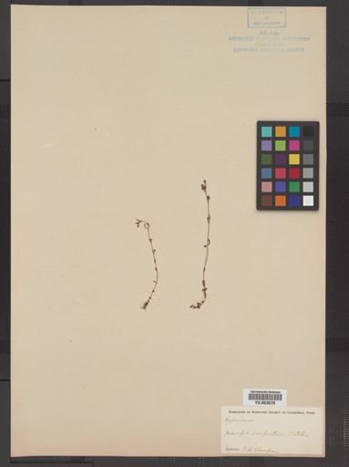 Hypericum