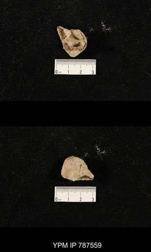 undet. Brachiopoda
