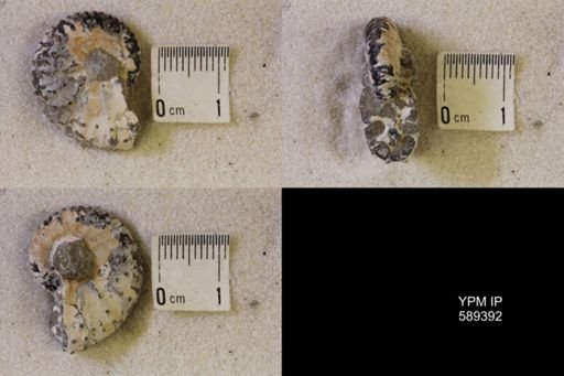 Scaphitidae