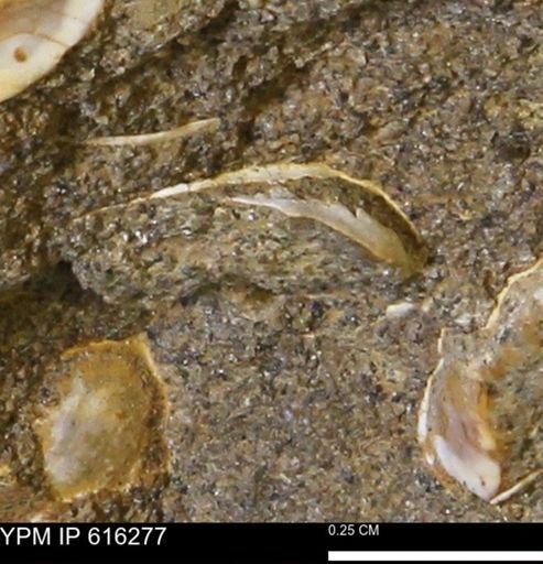 Protocardia subquadrata