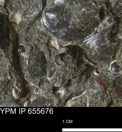 Corbulamella?