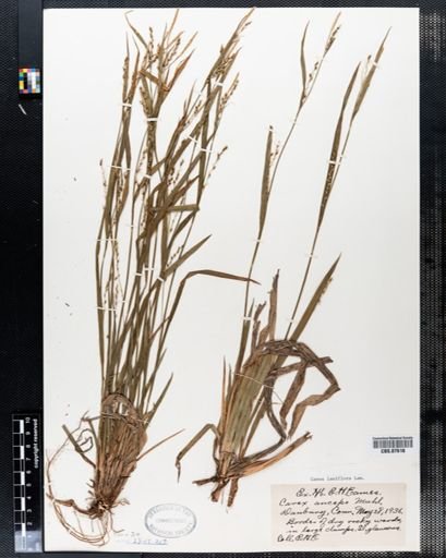 Carex laxiflora
