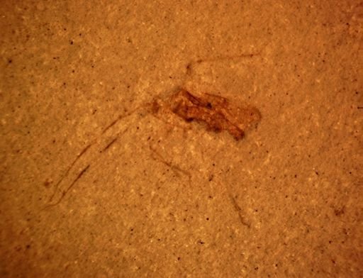 undet. Hemiptera