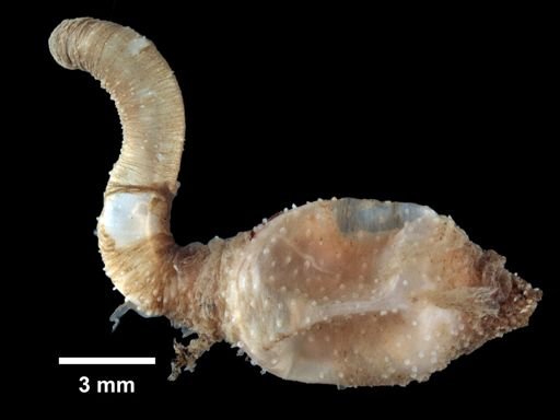 Sipunculida