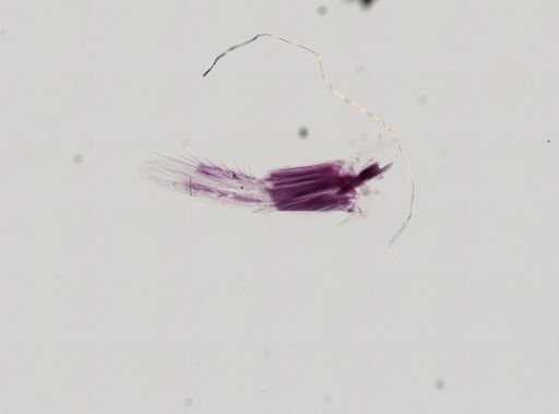 Paranebalia longipes