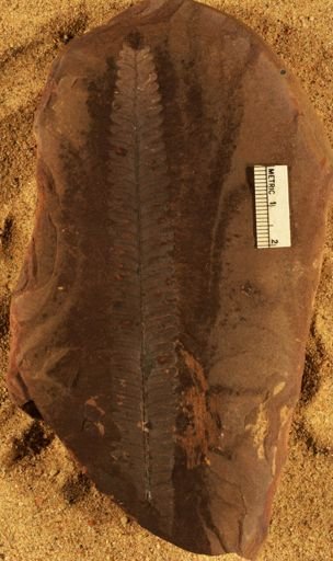 Pecopteris sp.