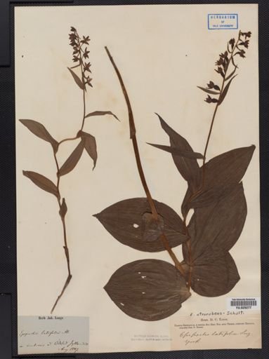 Epipactis atrorubens