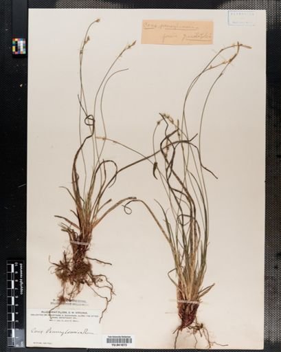 Carex pensylvanica
