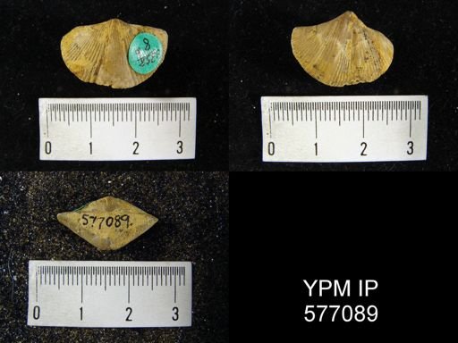 Spirifer whitneyi