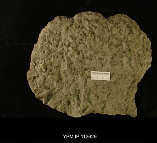 undet. Bryozoa