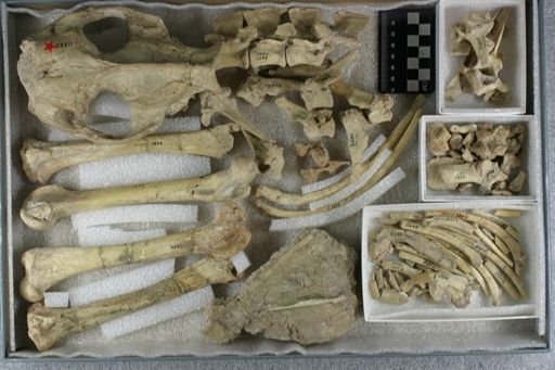 Agriochoerus latifrons