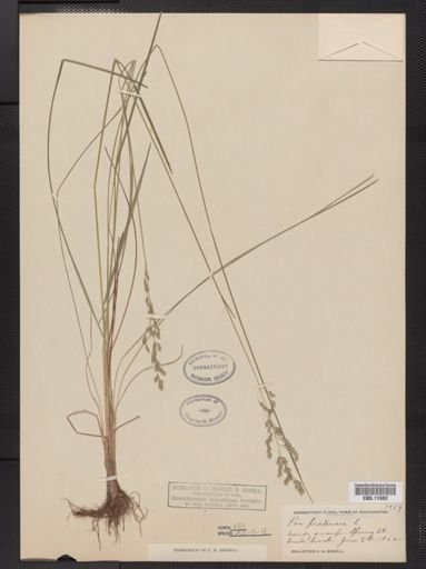 Poa pratensis