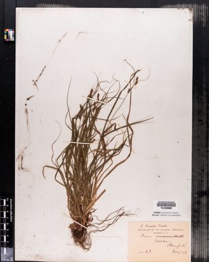Carex complanata
