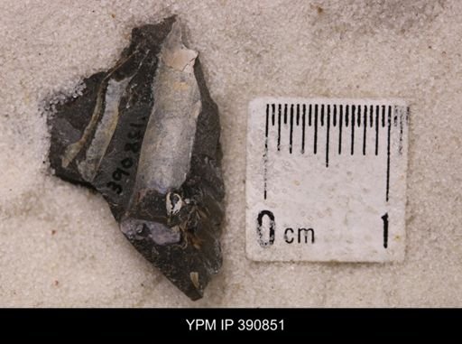 Baculites sp.