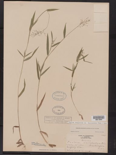 Panicum lanuginosum